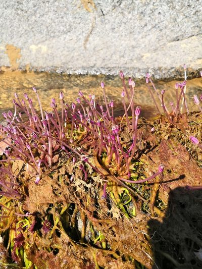 Marathrum plumosum, photographed by Ana Nuño