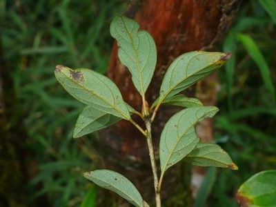 Lindera erythrocarpa, photographed by Jacy Chen
