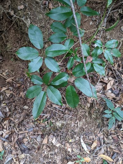 Stauntonia obovatifoliola, photographed by Mori Chen