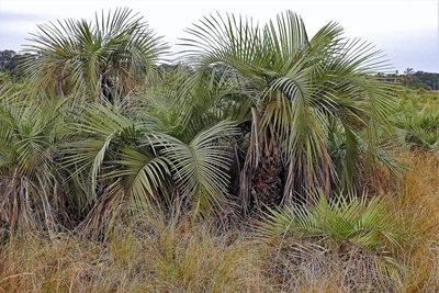 Butia paraguayensis, photographed by Hugo Hulsberg