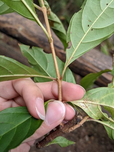 Wendlandia formosana, photographed by Mori Chen