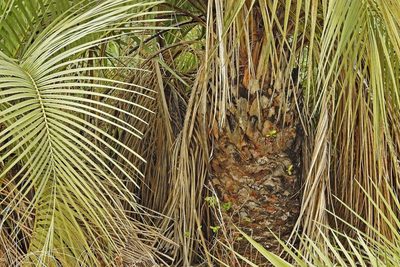 Butia paraguayensis, photographed by Hugo Hulsberg