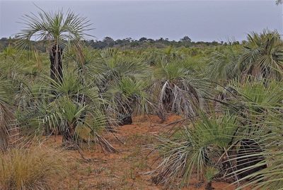 Butia paraguayensis, photographed by Hugo Hulsberg
