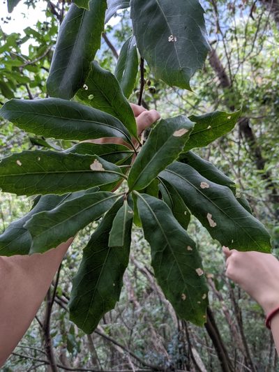 Helicia rengetiensis, photographed by Mori Chen