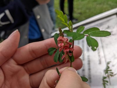 Indigofera hendecaphylla, photographed by Mori Chen