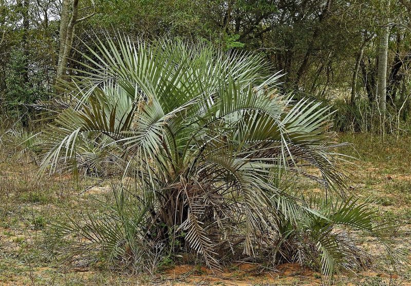 Butia paraguayensis, photographed by Hugo Hulsberg