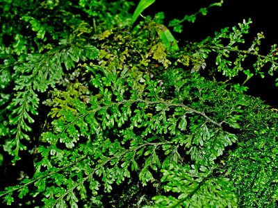 Hymenophyllum okadae, photographed by Jacy Chen
