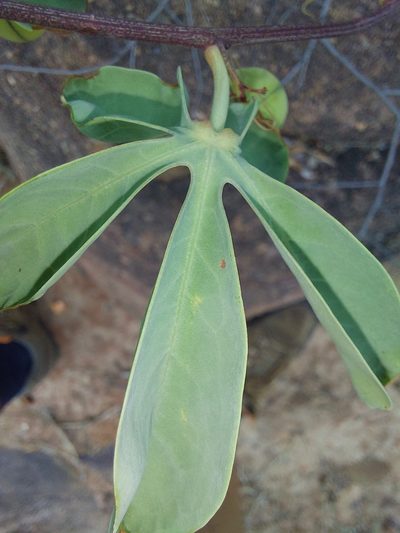 Adenia glauca, photographed by Manuel R Popp