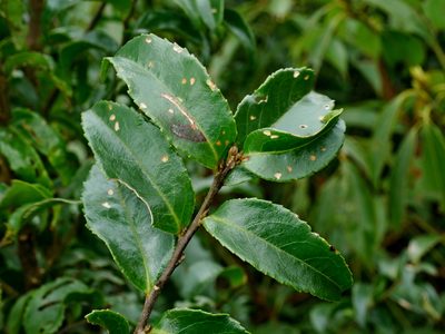 Symplocos lancifolia, photographed by Jacy Chen
