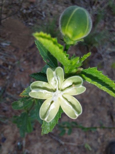 Hibiscus micranthus, photographed by Manuel R Popp