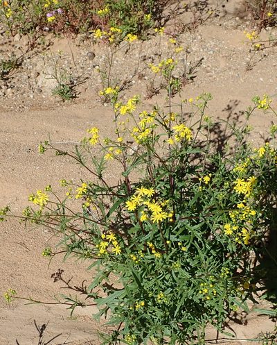 Senecio cardaminifolius, photographed by Peter Warren