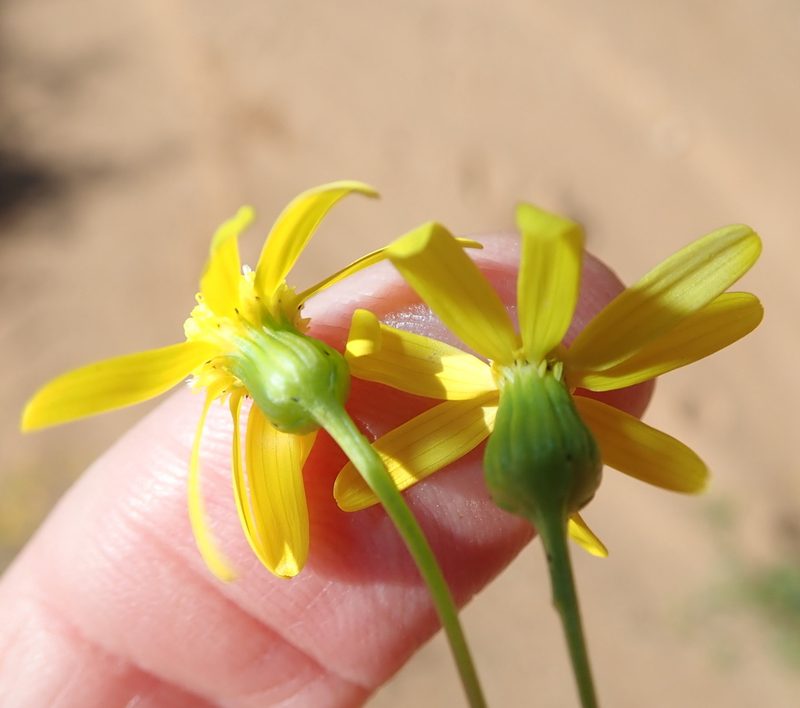 Senecio cardaminifolius, photographed by Peter Warren