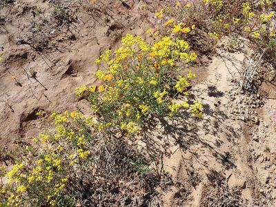 Senecio cardaminifolius, photographed by Peter Warren