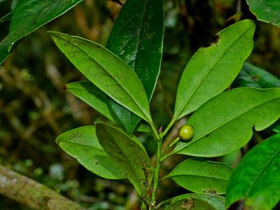 Ilex lonicerifolia, photographed by Jacy Chen