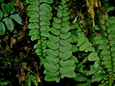 Athyrium nakanoi, photographed by Jacy Chen