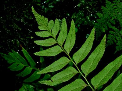Polystichum integripinnum, photographed by Jacy Chen