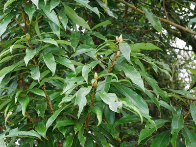 Litsea fluminensis, photographed by Jacy Chen