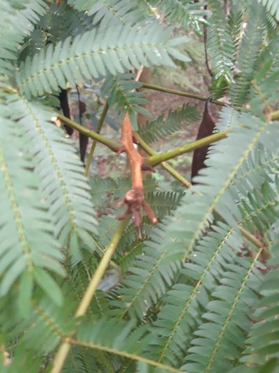 Robrichia schomburgkii, photographed by keesgroenendijk