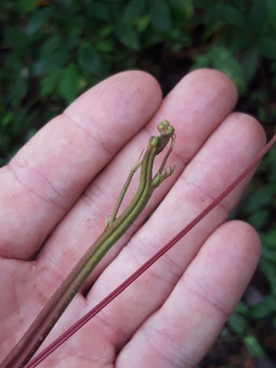 Pleonotoma variabilis, photographed by keesgroenendijk