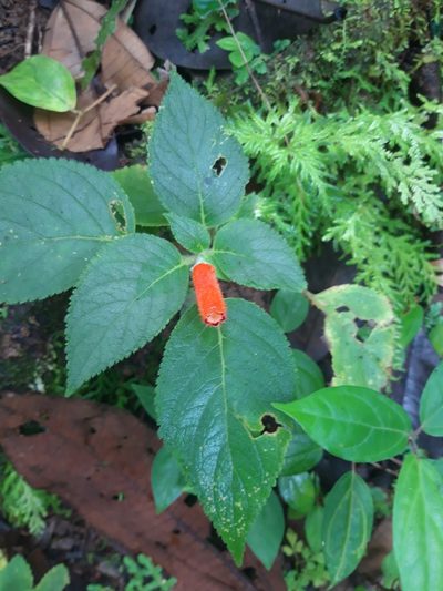 Kohleria tubiflora, photographed by keesgroenendijk