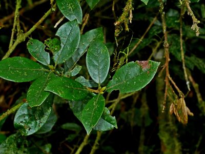 Actinodaphne mushaensis, photographed by Jacy Chen