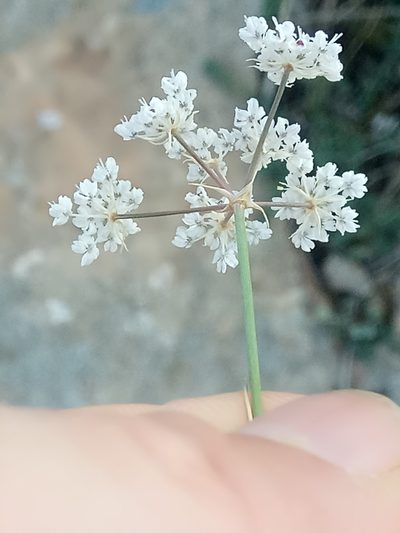 Deverra scoparia, photographed by Karim Haddad