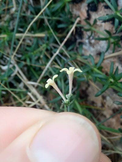 Cynanchica aristata, photographed by Karim Haddad