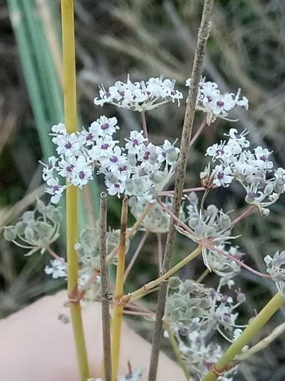 Deverra scoparia, photographed by Karim Haddad