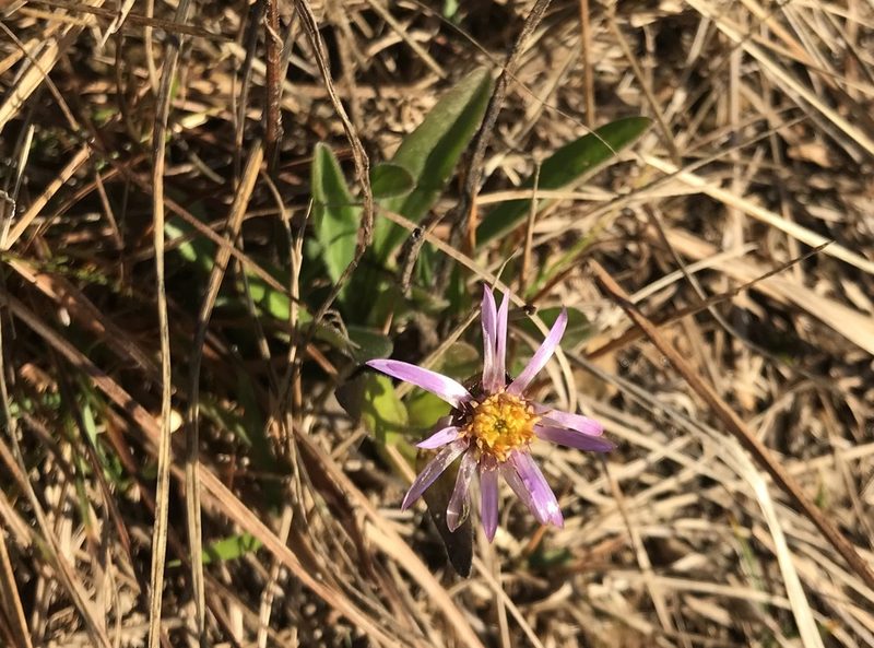 Aster amellus, photographed by Luca Valente