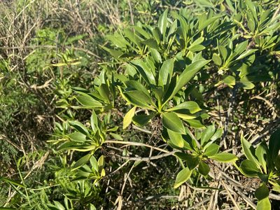 Myoporum sandwicense, photographed by Forest Botial-Jarvis