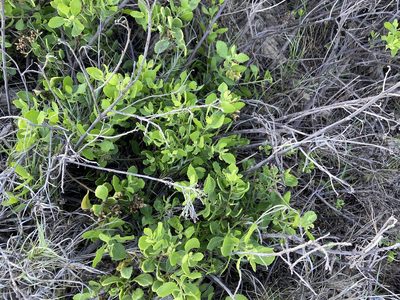 Pluchea indica, photographed by Forest Botial-Jarvis