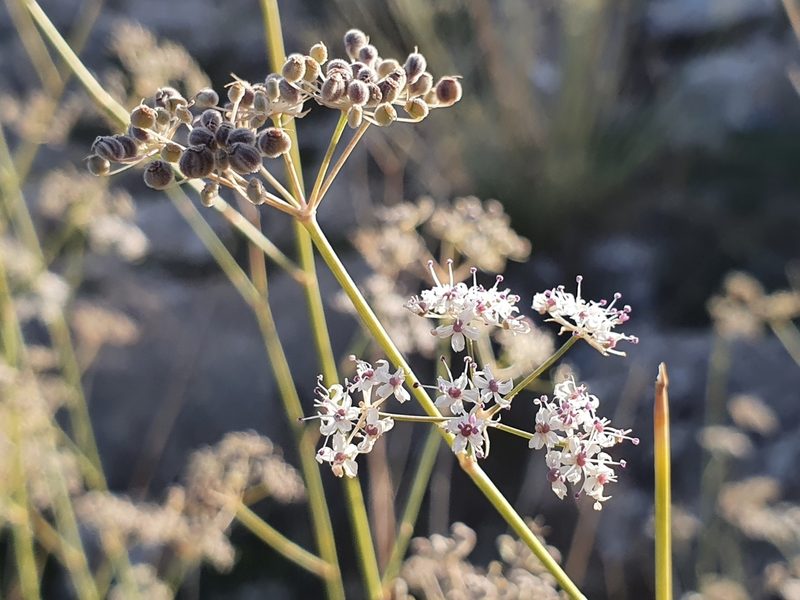 Deverra scoparia, photographed by Mehdi Chetibi