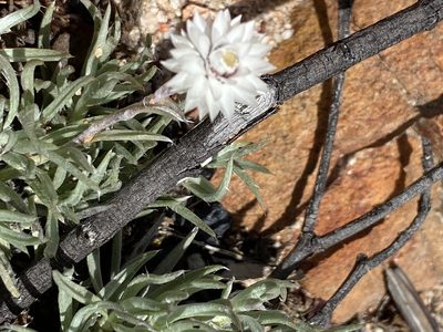Achyranthemum paniculatum, photographed by Dave U