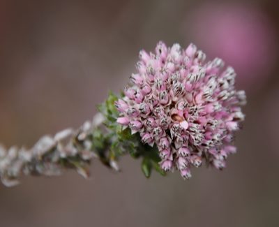 Metalasia cephalotes, photographed by Tony Rebelo
