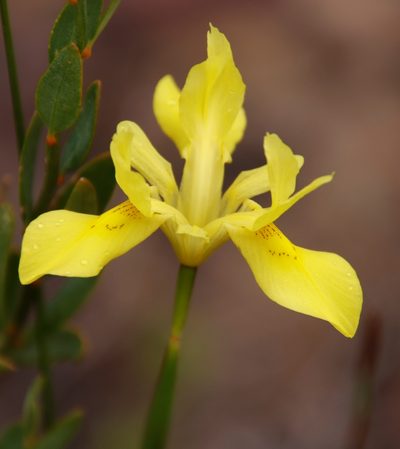 Moraea anomala, photographed by Tony Rebelo