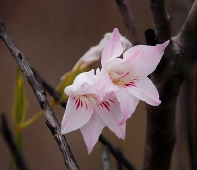 Gladiolus hirsutus, photographed by Tony Rebelo