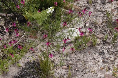Indigofera capillaris, photographed by Tony Rebelo