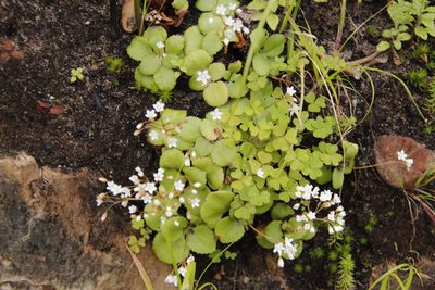 Crassula capensis, photographed by Tony Rebelo