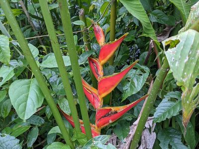 Heliconia stricta, photographed by Zoltán Stekkelpak