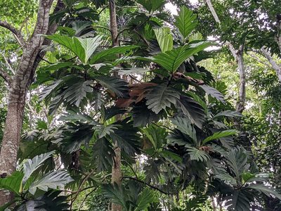 Artocarpus altilis, photographed by Zoltán Stekkelpak