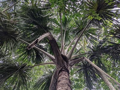 Mauritia flexuosa, photographed by Zoltán Stekkelpak