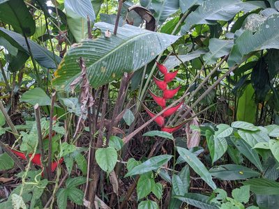 Heliconia orthotricha, photographed by Zoltán Stekkelpak