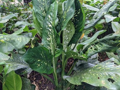 Dieffenbachia seguine, photographed by Zoltán Stekkelpak