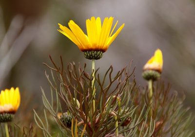 Ursinia paleacea, photographed by Tony Rebelo