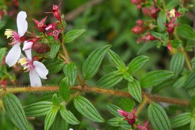 Monochaetum floribundum, photographed by Jake Rehage