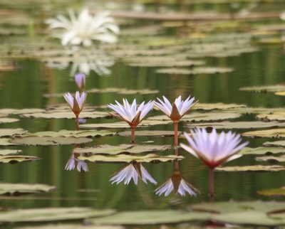 Nymphaea micrantha, photographed by Lucy Keith-Diagne