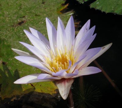 Nymphaea micrantha, photographed by Lucy Keith-Diagne
