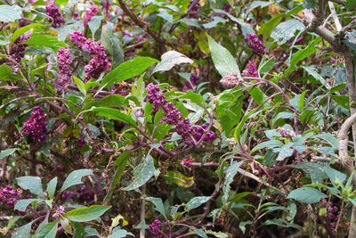 Phytolacca rugosa, photographed by Jake Rehage