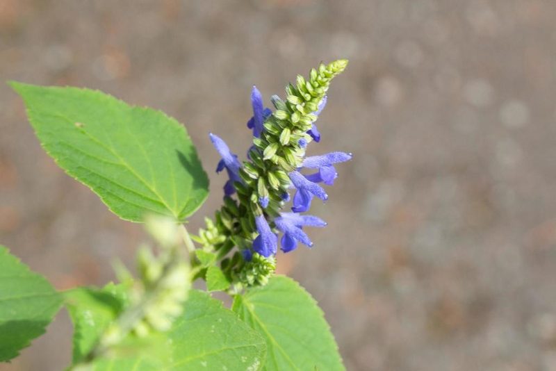 Salvia polystachia, photographed by Jake Rehage