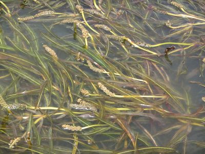 Potamogeton schweinfurthii, photographed by Lucy Keith-Diagne